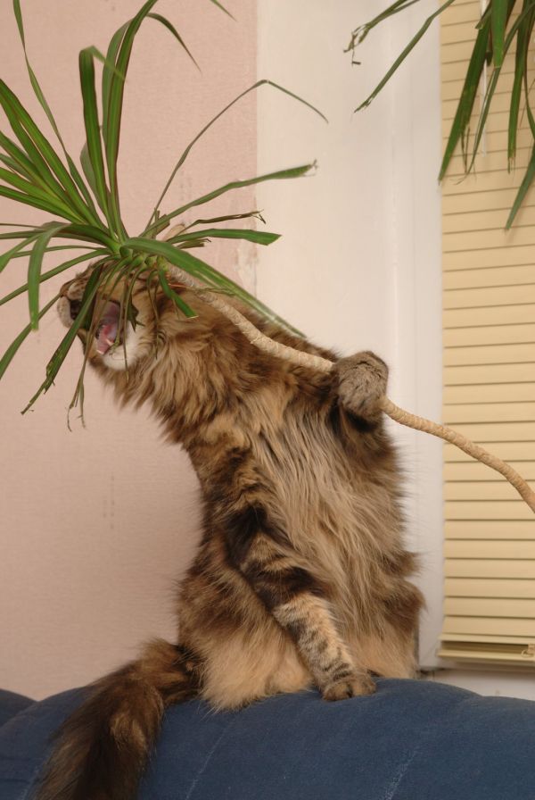 Кот дерёт драцену
