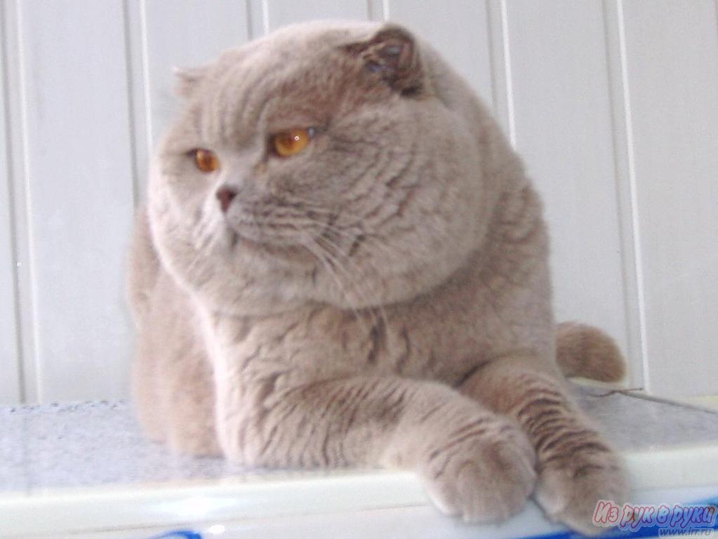 Лиловая Кошка Фото